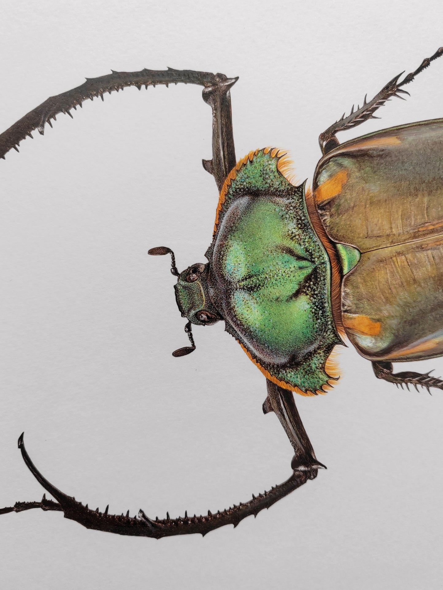 Cheirotonus jansoni, Long Armed Scarab, framed original artwork
