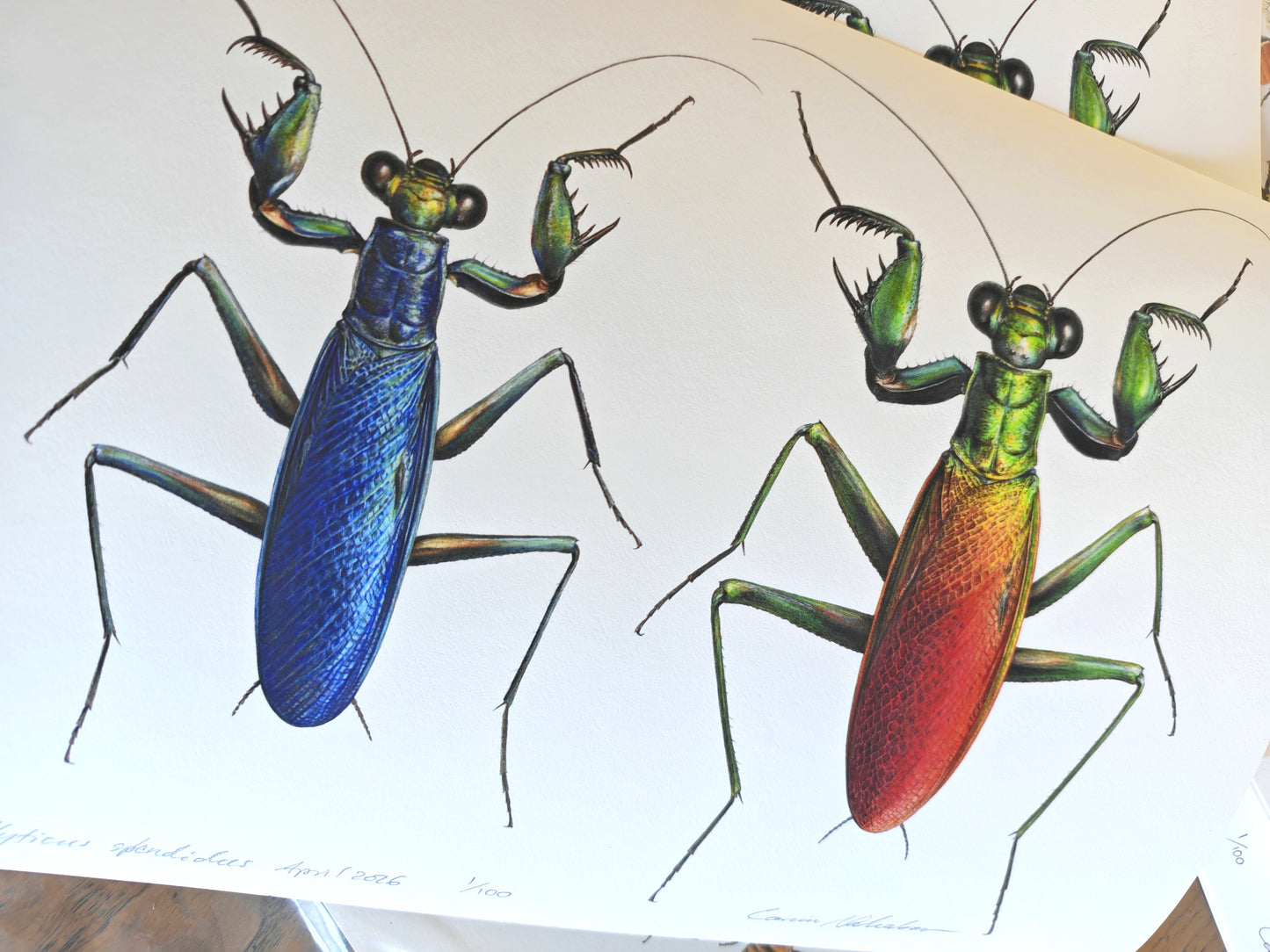 Metallyticus splendidus, metallic bark mantis Male & Female pair. A4 sized limited edition art print