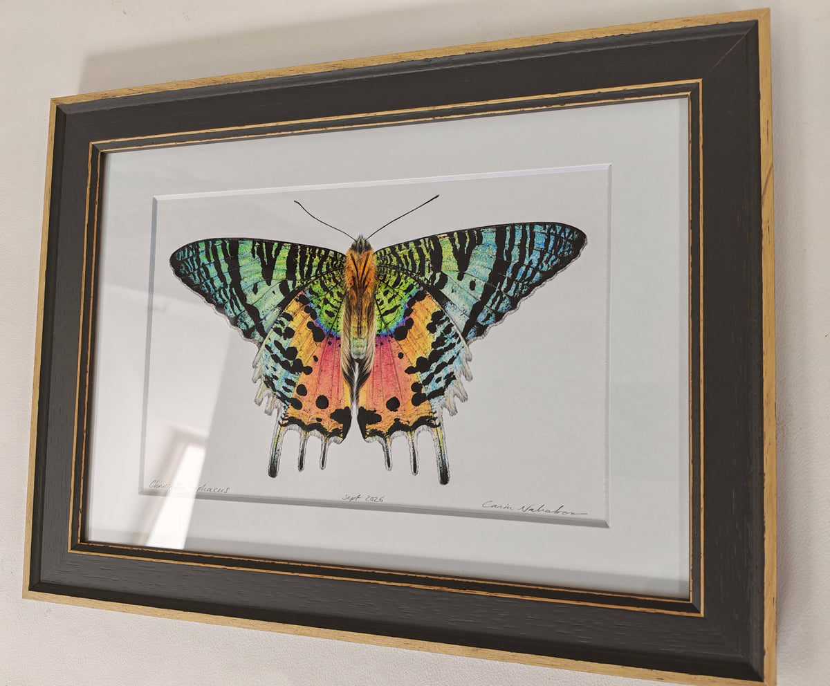 Sunset Moth, Chrysiridia ryphaeus, framed original artwork
