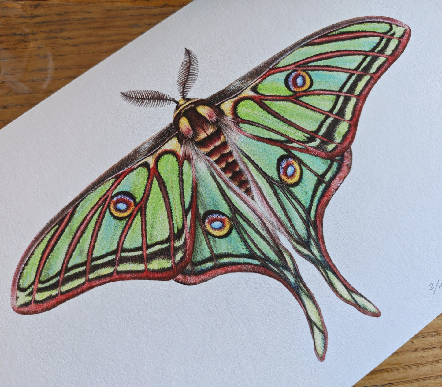 Graellsia isabellae, Spanish Moon Moth limited edition art print A4 size