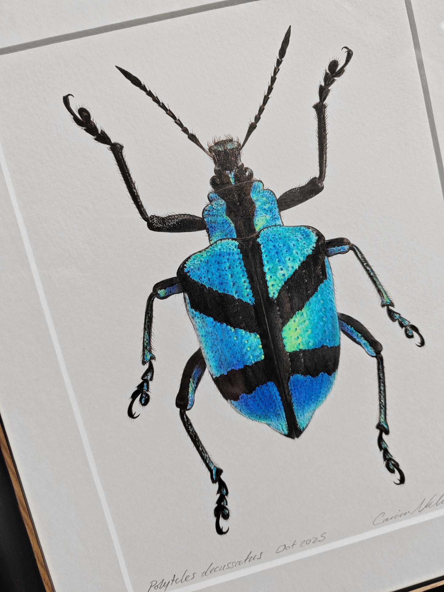 Polyteles decussatus, Blue Weevil framed original artwork