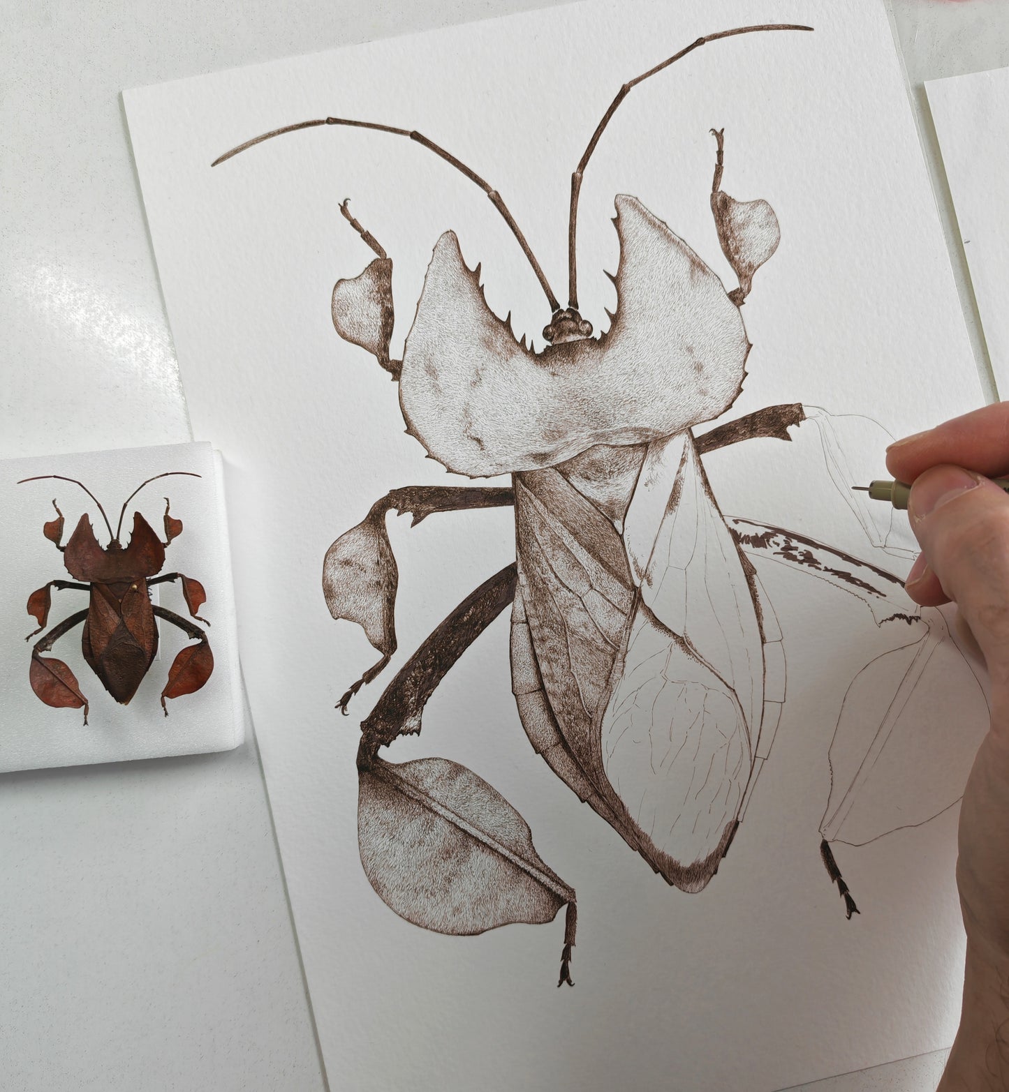 Phyllomictis chinensis, limited edition art print, A4 size