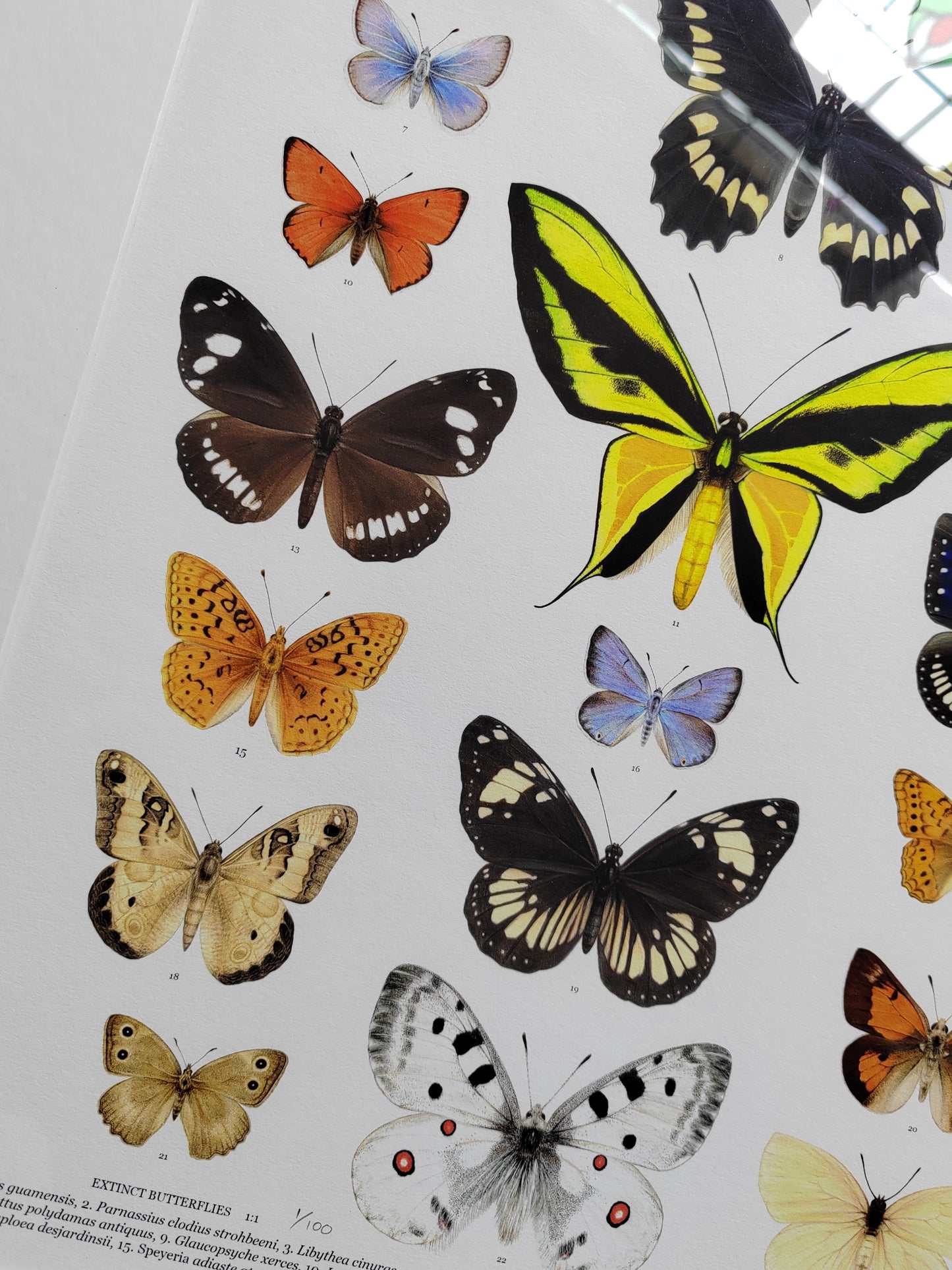 Extinct Butterflies, framed limited edition art print