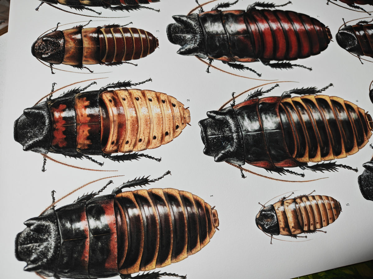 Cockroach Print Hissing Cockroach species A3 size limited edition art print – Carim ...