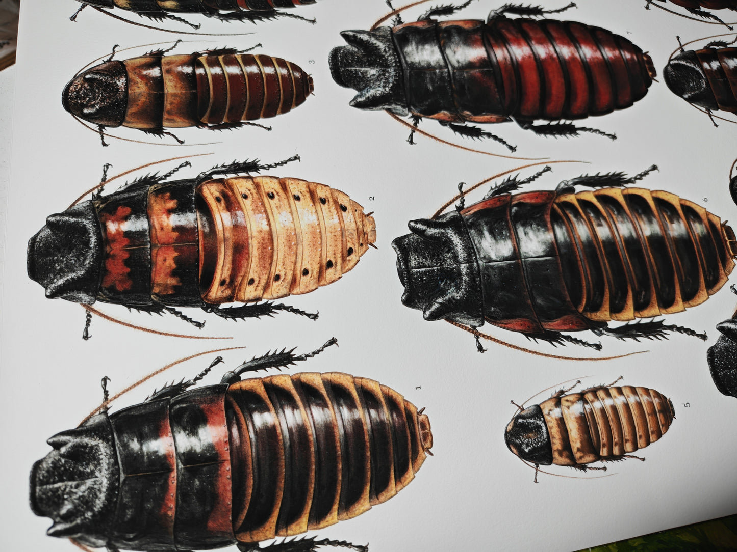 Hissing Cockroach species A3 size limited edition art print