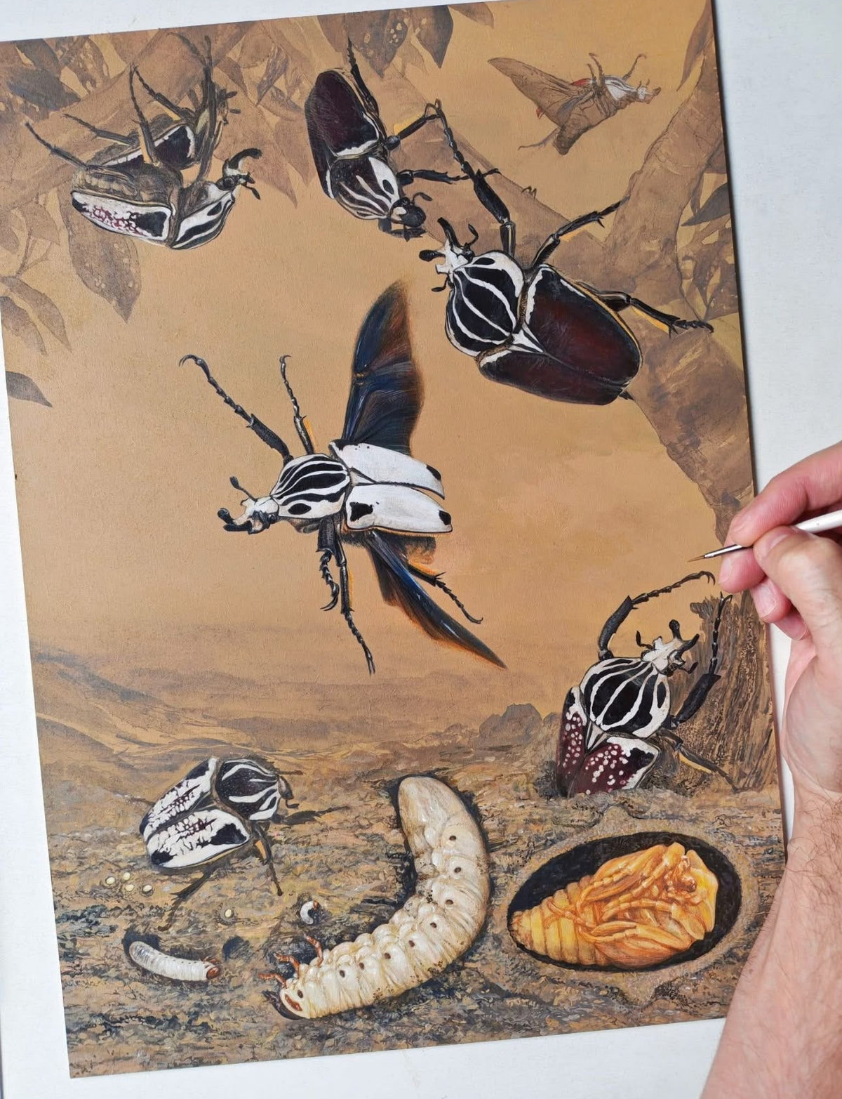 Goliathus lifecycle limited edition art print A3 size