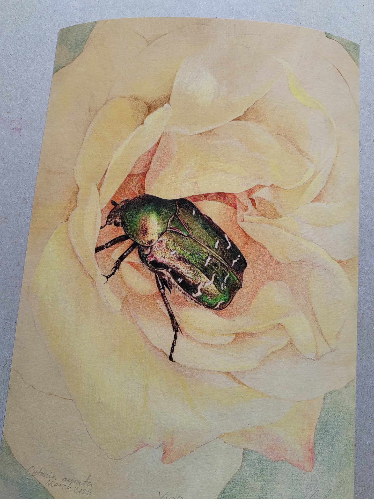 Rose Chafer, Cetonia aurata, in rose. Limited edition art print A4 size