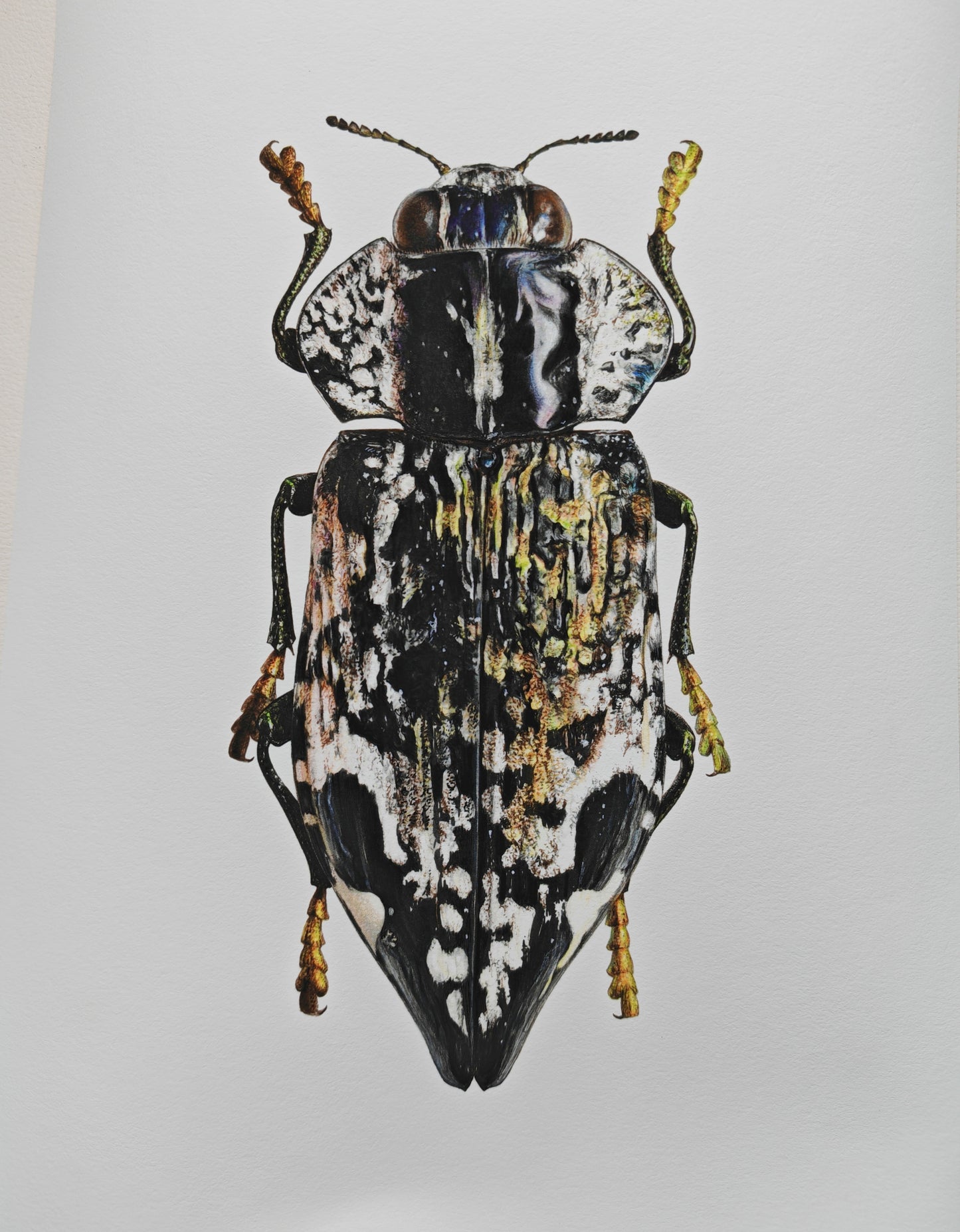 Polybothris lelieurii, Jewel Beetle. A4 size Limited edition art print