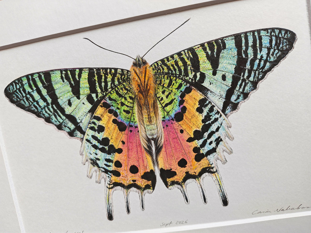 Sunset Moth, Chrysiridia ryphaeus, framed original artwork