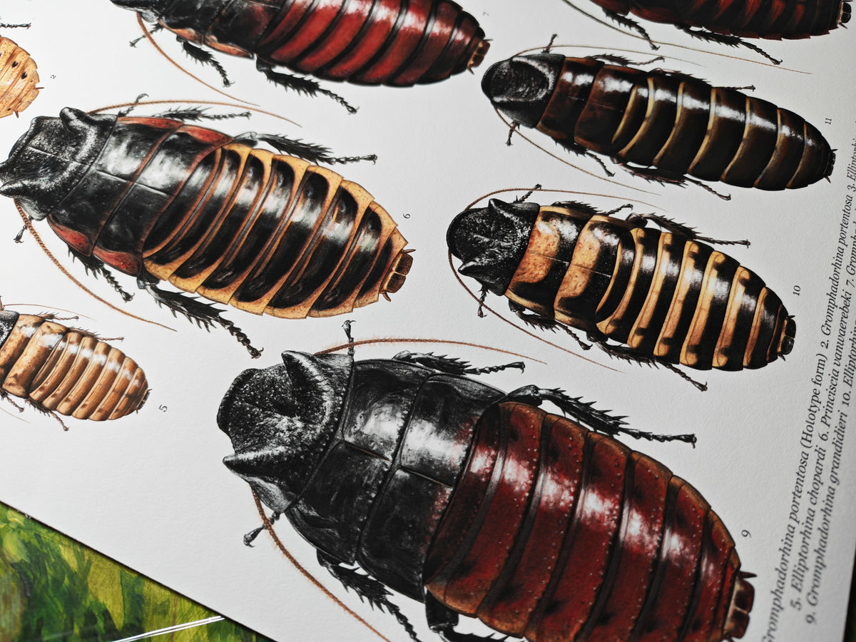 Cockroach Print Hissing Cockroach species A3 size limited edition art print – Carim ...