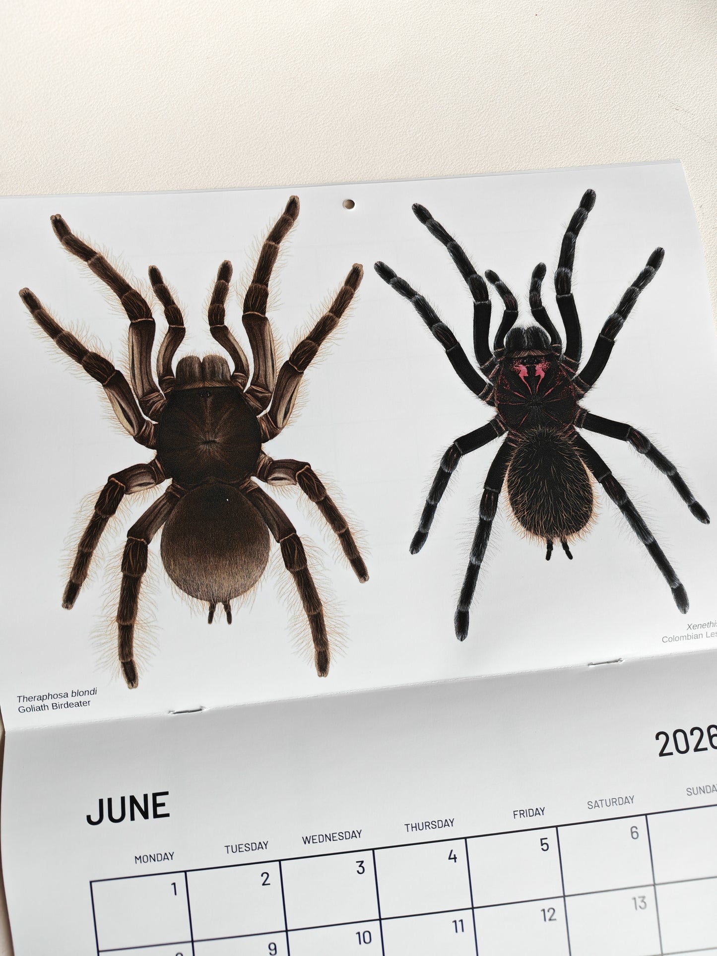 Tarantulas artwork calendar 2026
