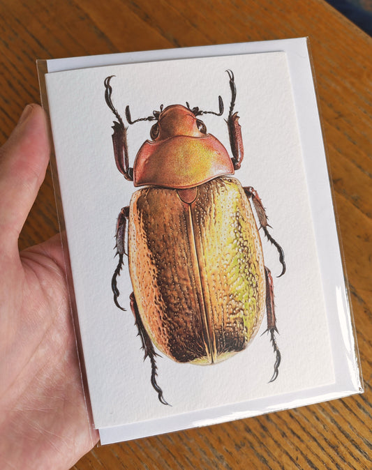 Chrysina boucardi Gold Form, jewel scarab greetings card