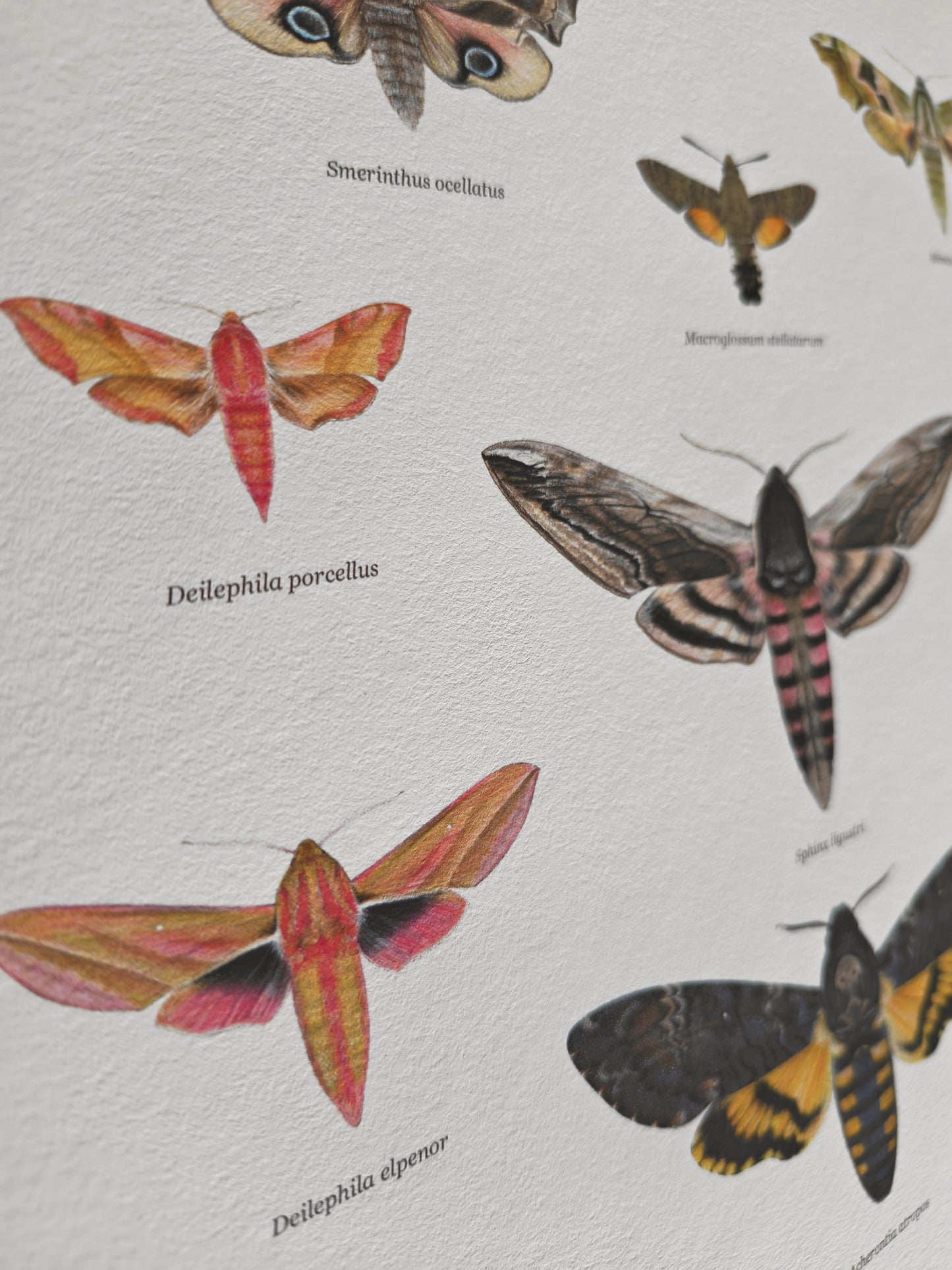 British Hawkmoths Lifesize, A3 size limited edition art print