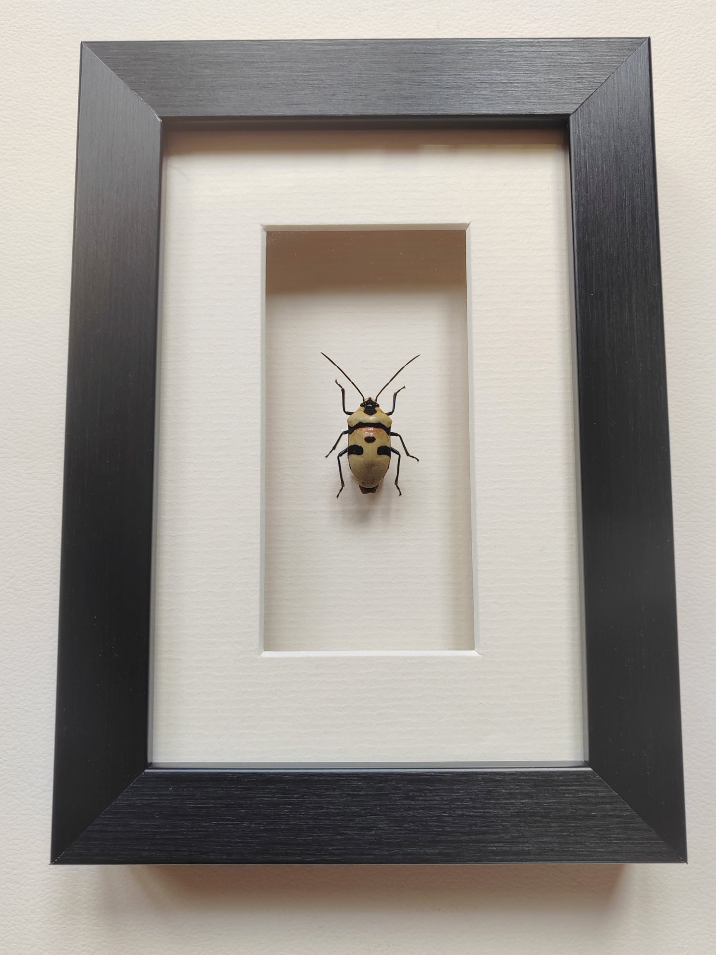 Skull Bug, Eucorysses grandis, real framed specimen