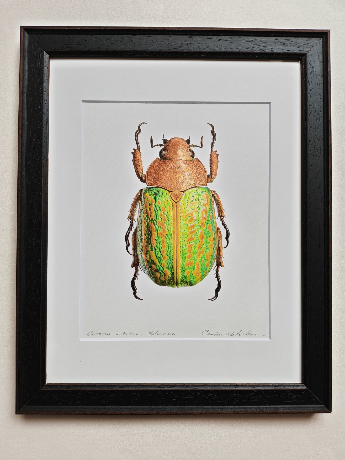 Chrysina victorina, Jewel Scarab. Framed Original hand drawn artwork