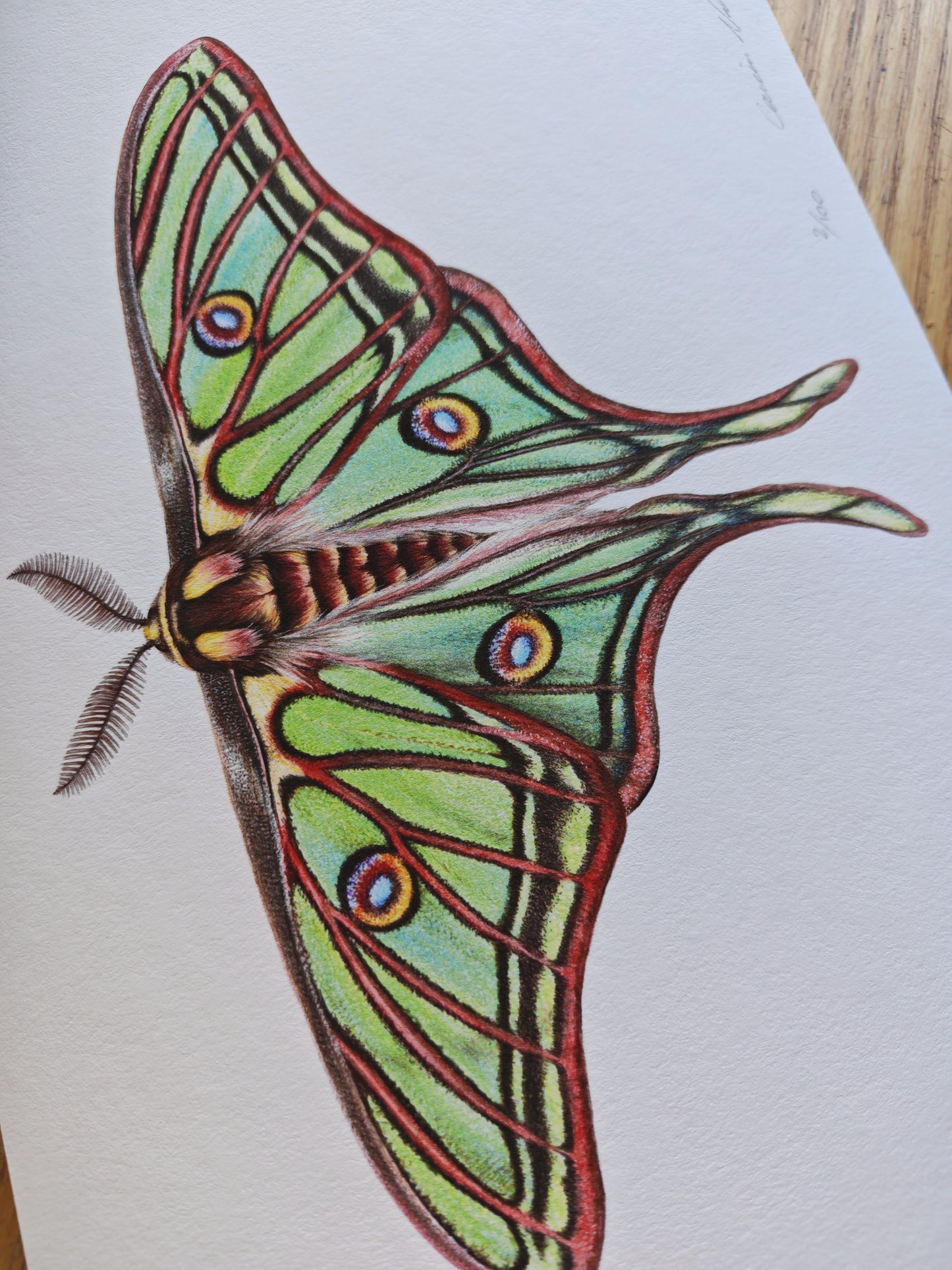 Graellsia isabellae, Spanish Moon Moth limited edition art print A4 size