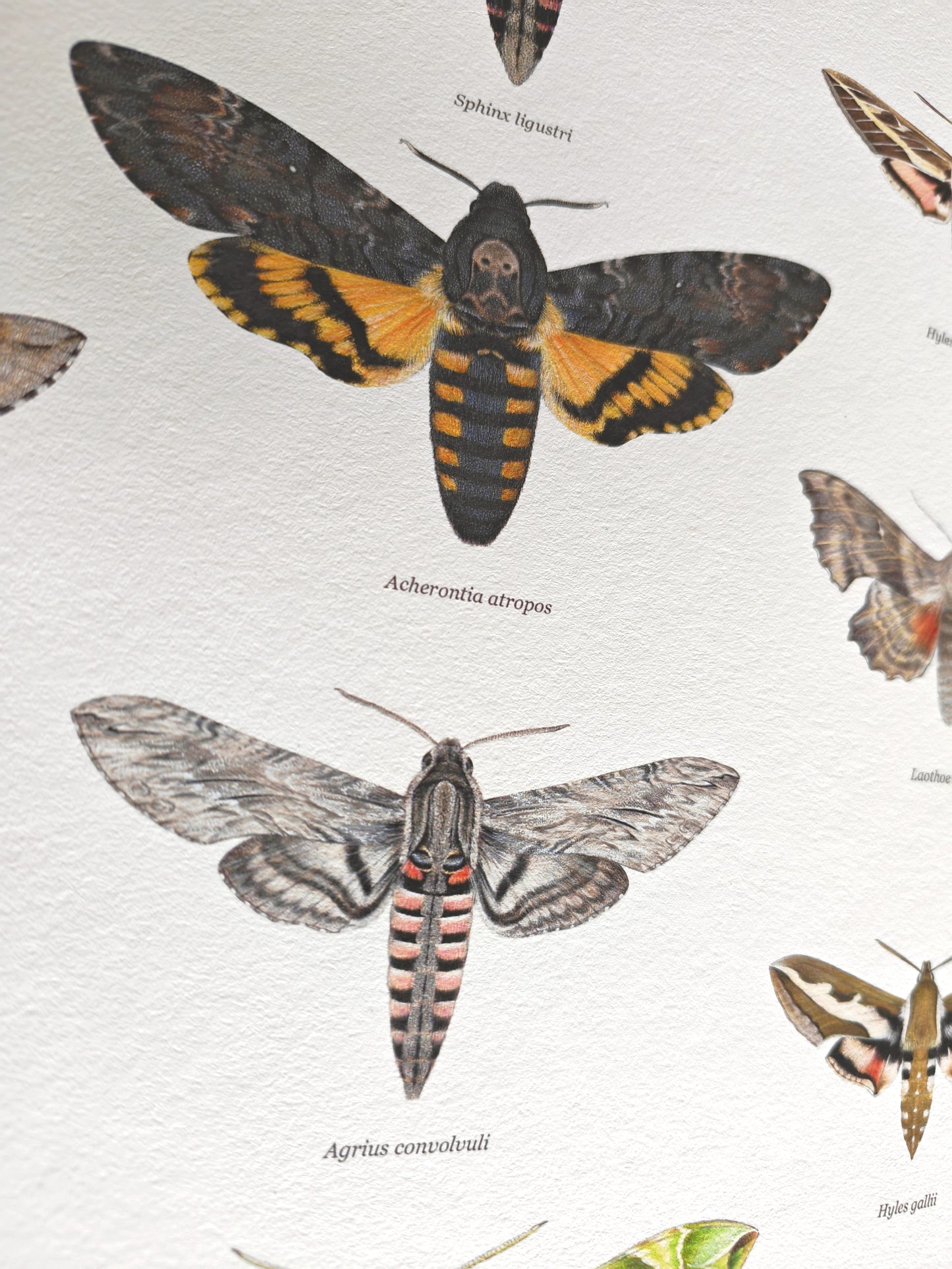 British Hawkmoths Lifesize, A3 size limited edition art print