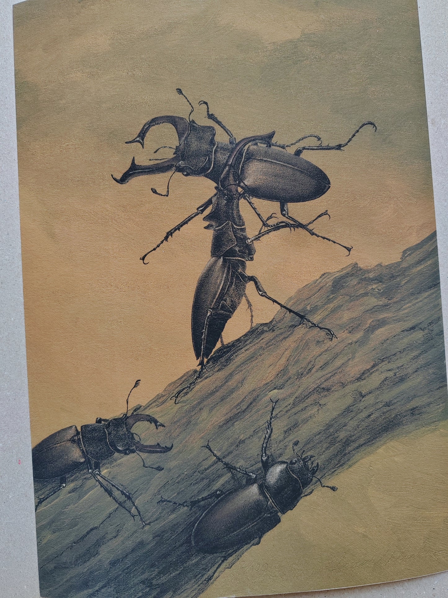 Fighting Stag Beetles, Lucanus cervus, limited edition art print A4 size