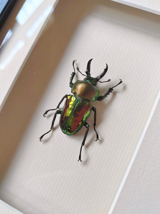 Phalacrognathus muelleri  male, real framed specimen