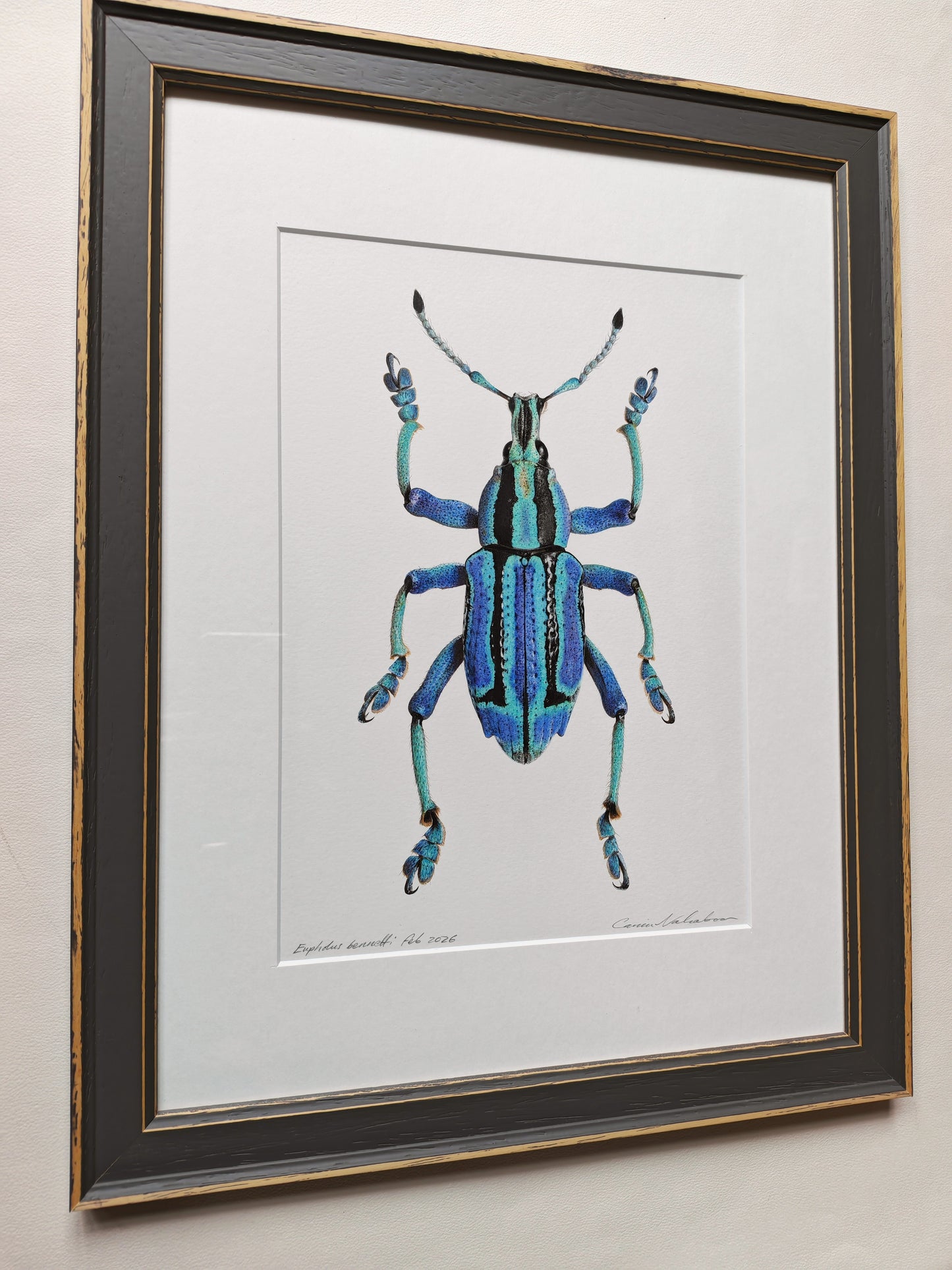 Eupholus bennetti, Blue Weevil from Papua New Guinea. Framed original artwork