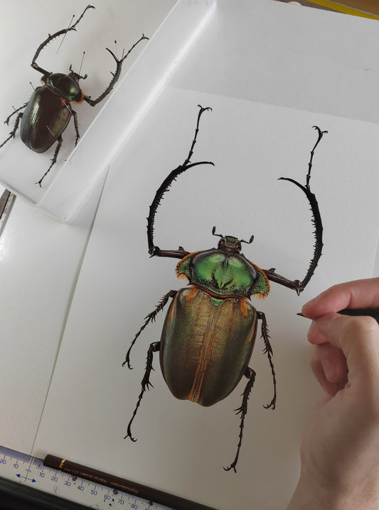 Cheirotonus jansoni, Long armed scarab, A4 size limited edition art print