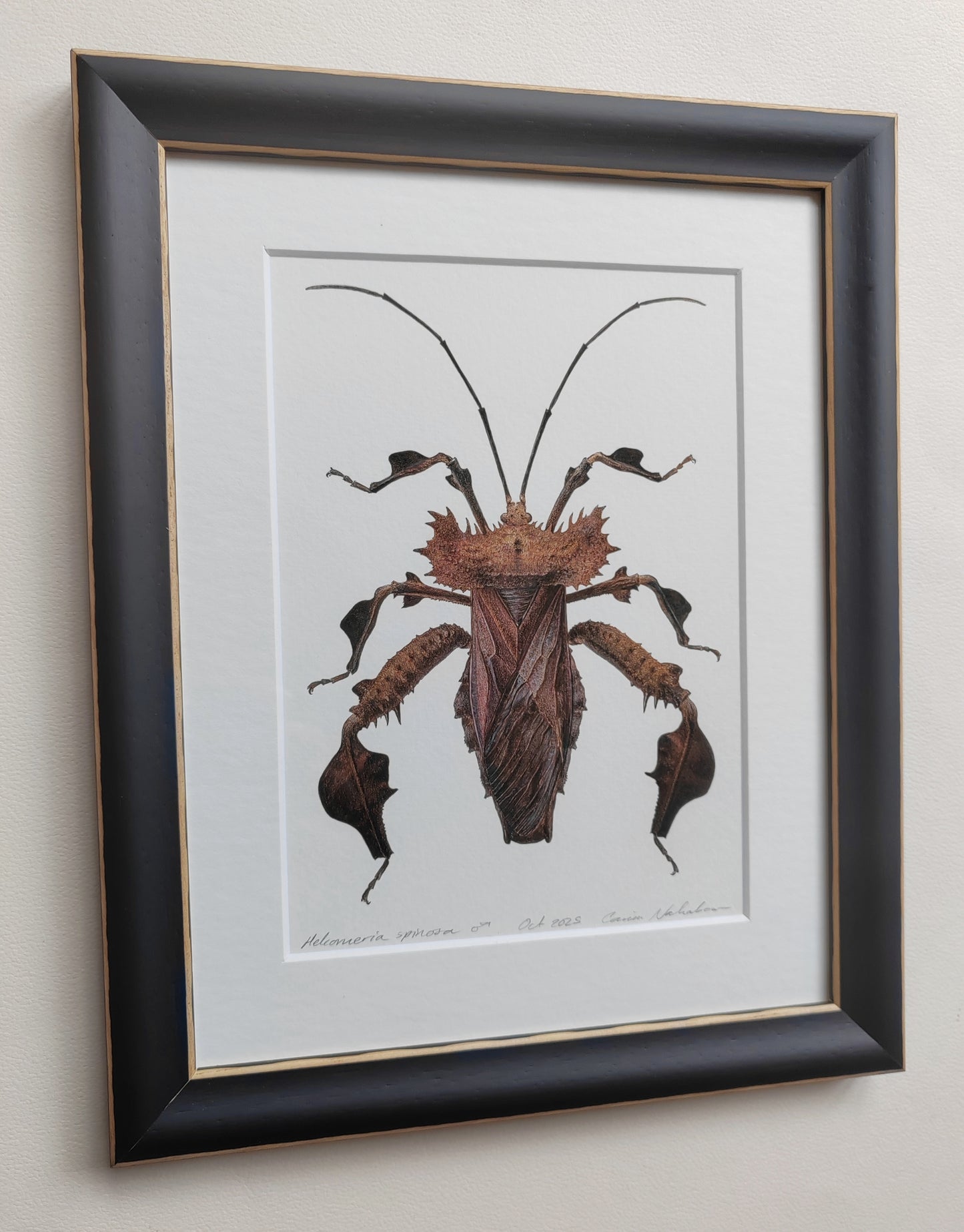 Helcomeria spinosa, Spiny Leaf Footed Bug, framed original artwork