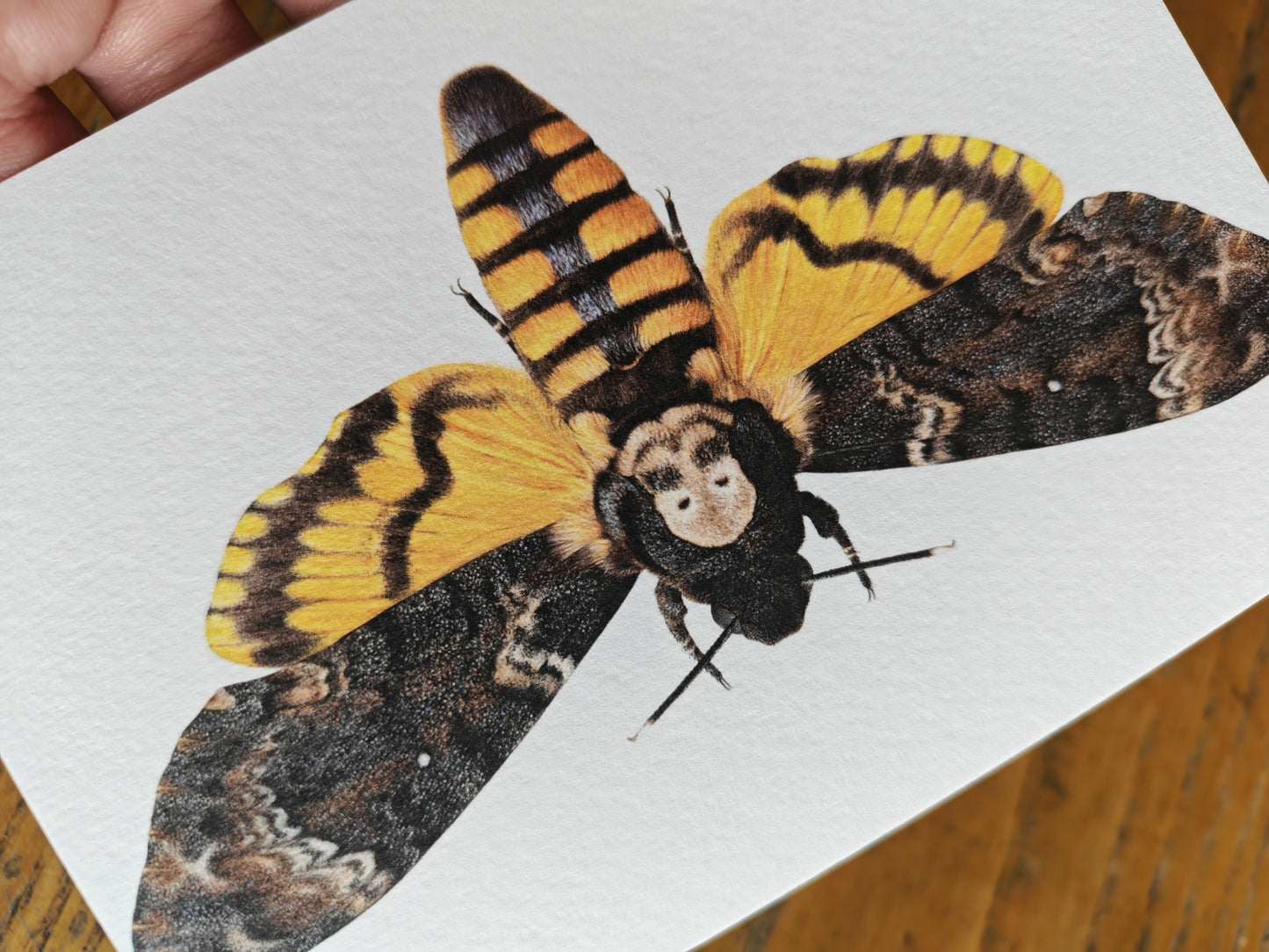 Greetings card-  Death's Head Hawk Moth, Acherontia atropos