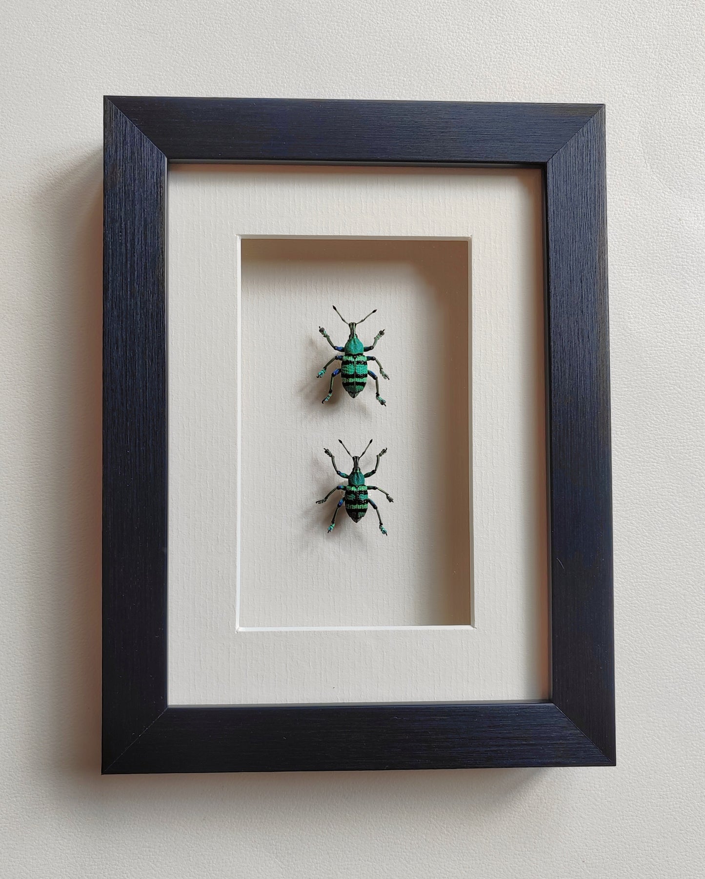 Framed Blue Weevils, Eupholus real specimens