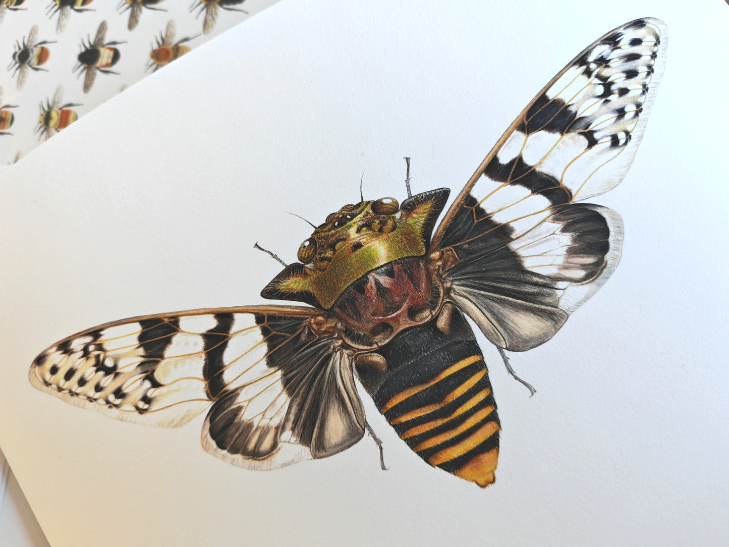 Ioba leopardina, Leopard Cicada, A4 size limited edition art print