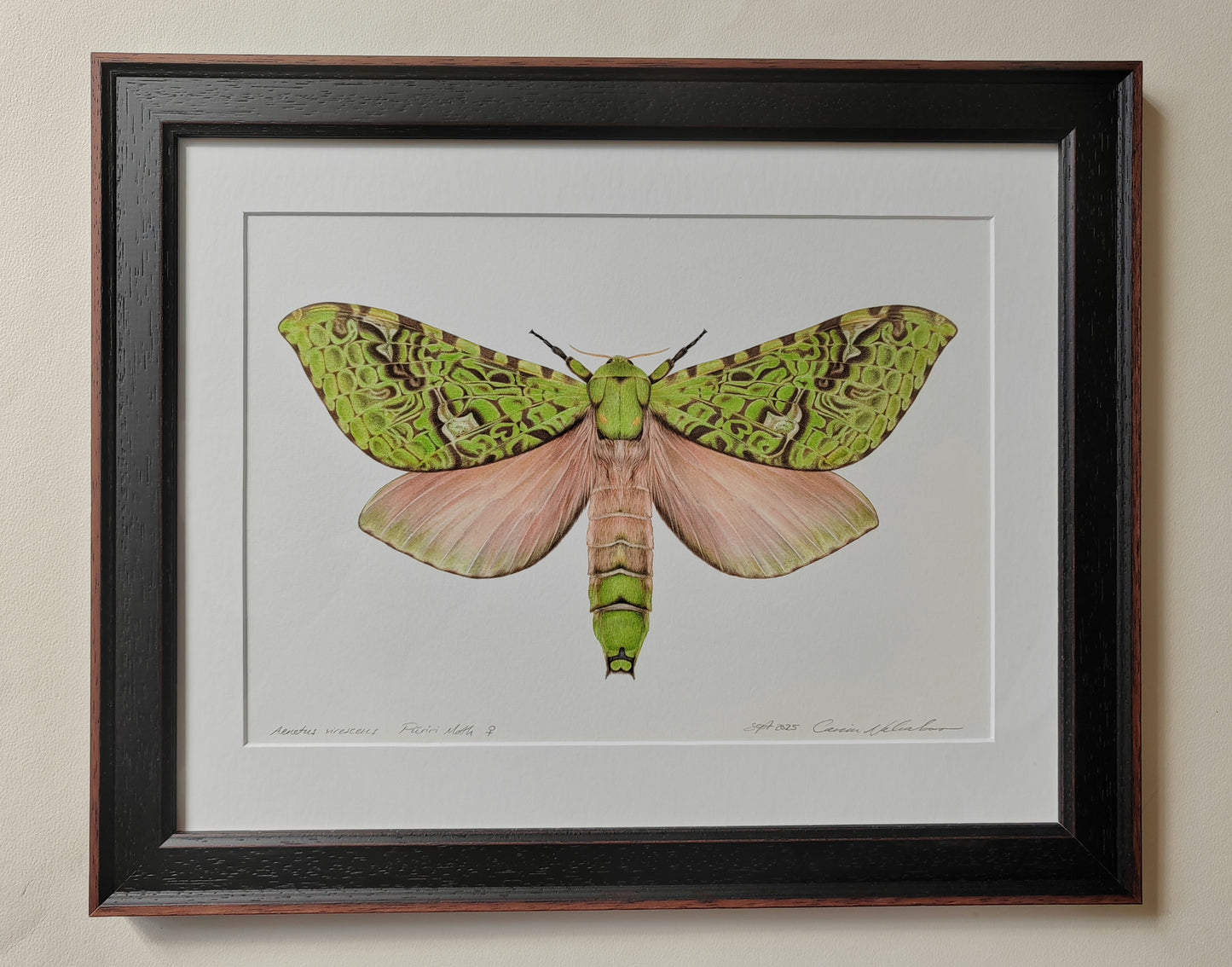 Aenetus virescens, Pūriri Moth, framed original artwork