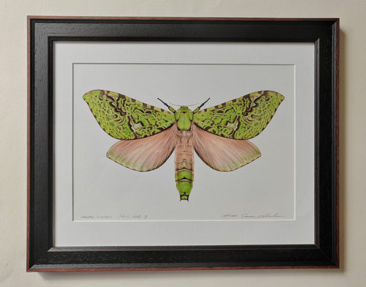 Aenetus virescens, Pūriri Moth, framed original artwork