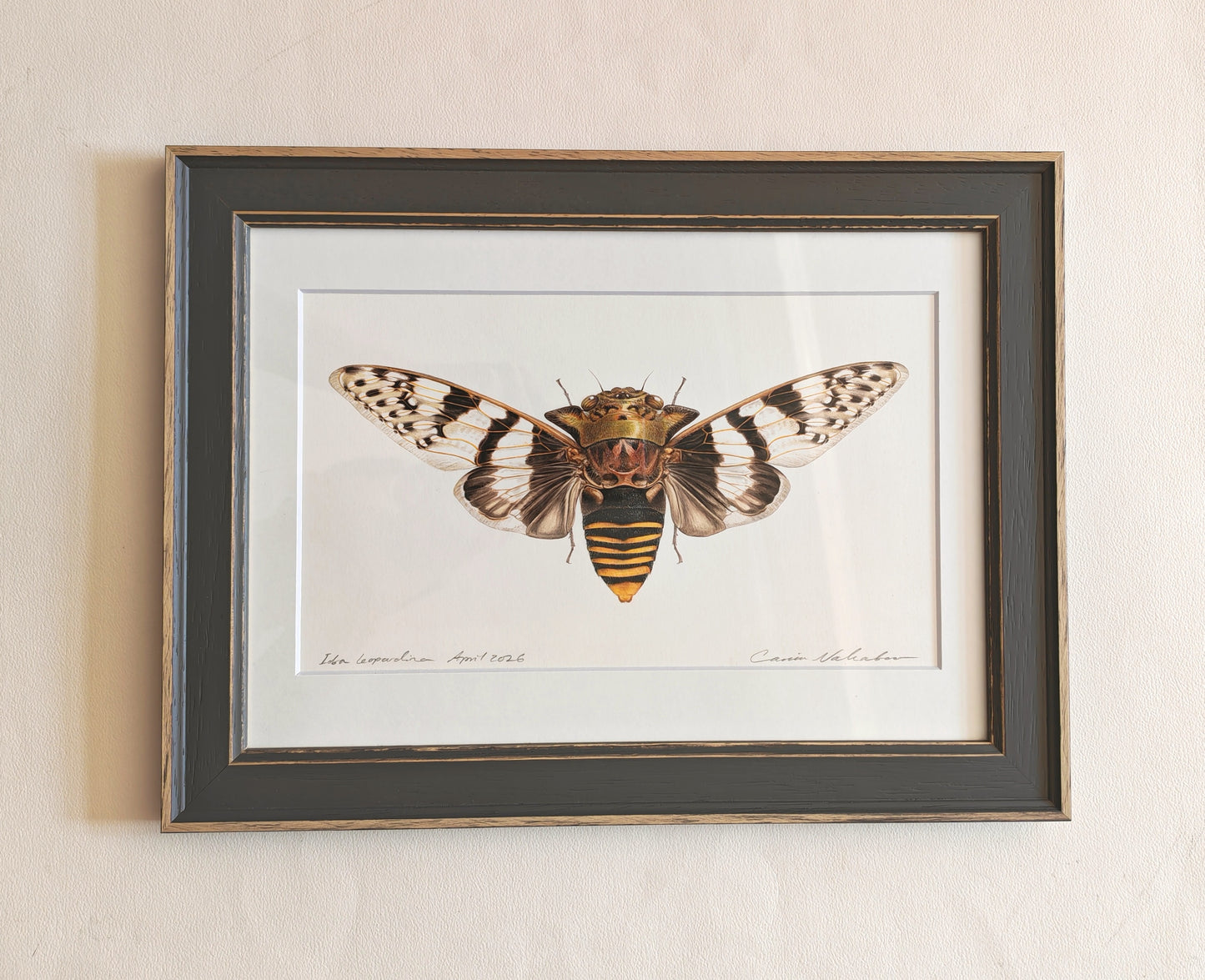 Ioba leopardina, Leopard cicada, framed original artwork.