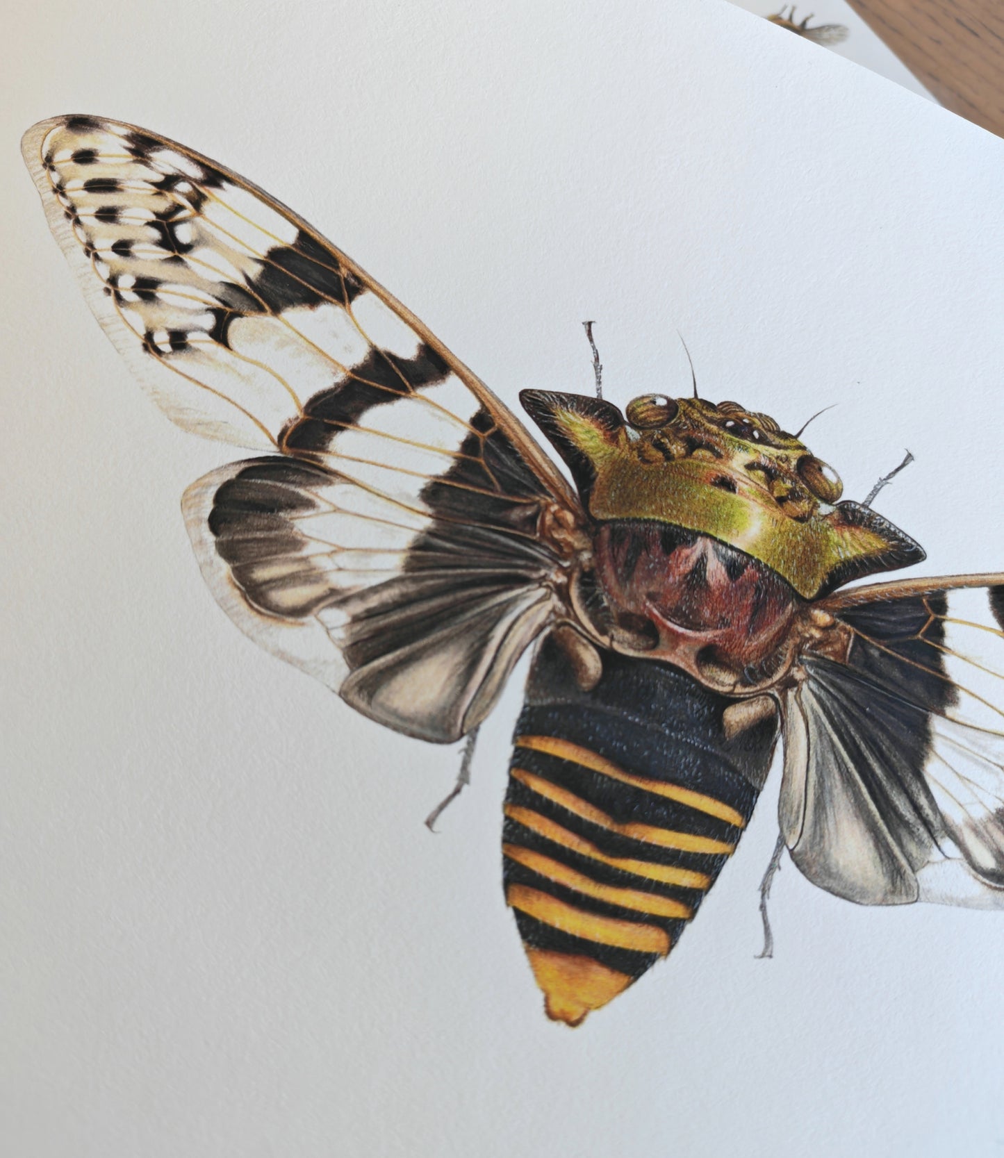 Ioba leopardina, Leopard Cicada, A4 size limited edition art print