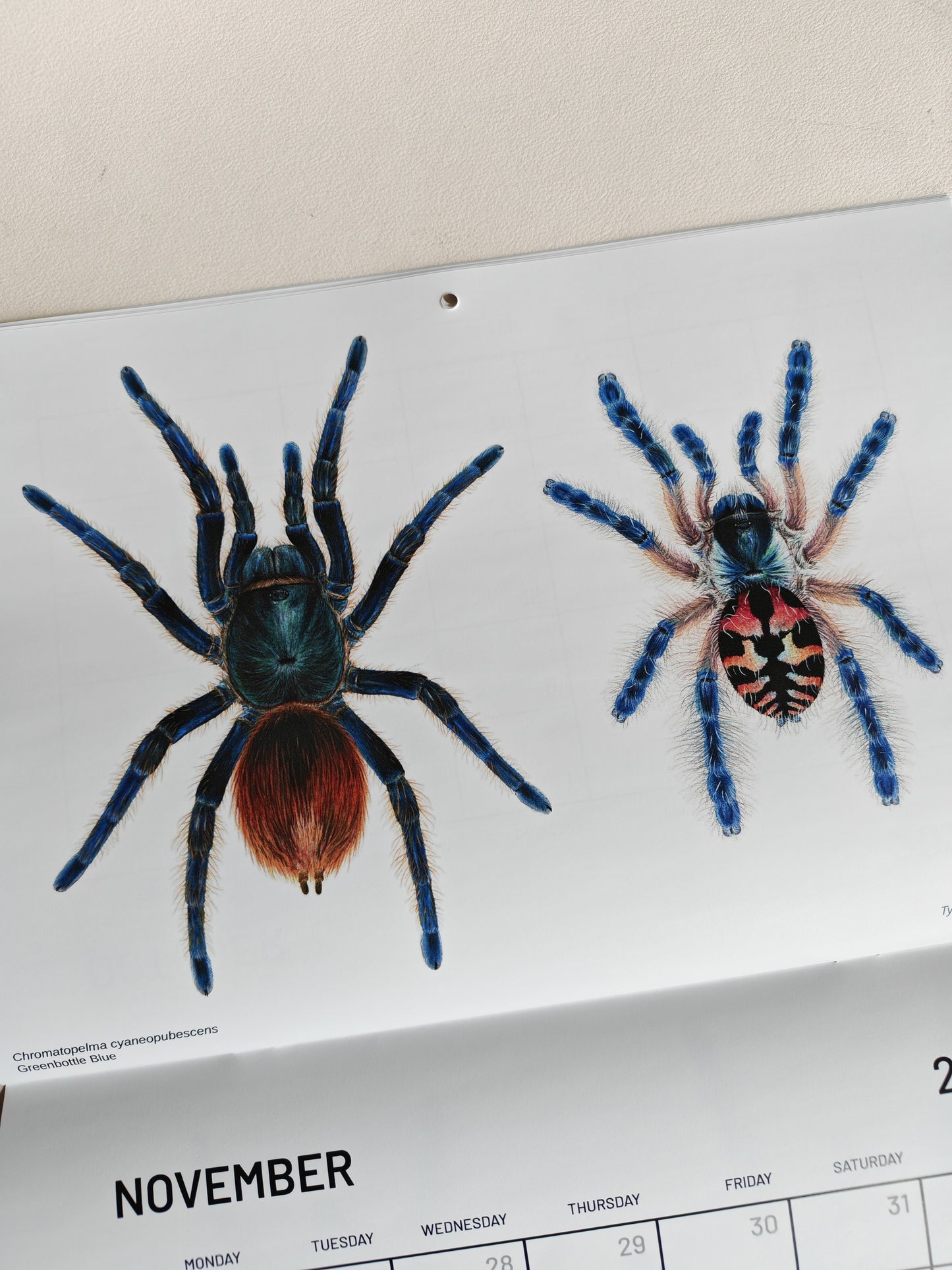 Tarantulas artwork calendar 2026