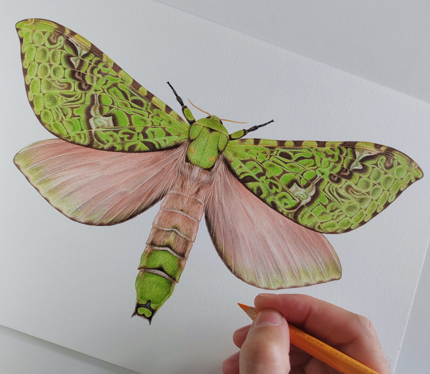 Aenetus virescens, Pūriri Moth, framed original artwork