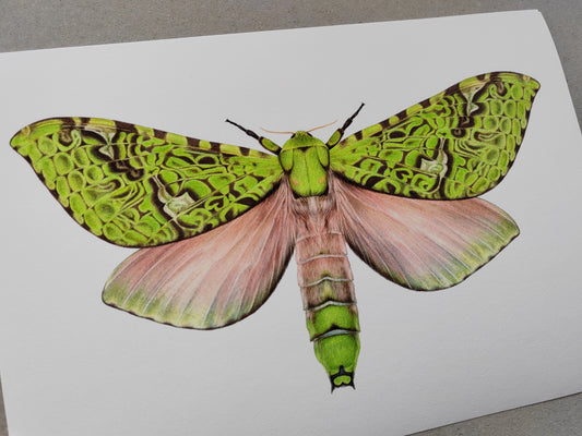Aenetus virescens, Pūriri Moth, A4 size limited edition art print