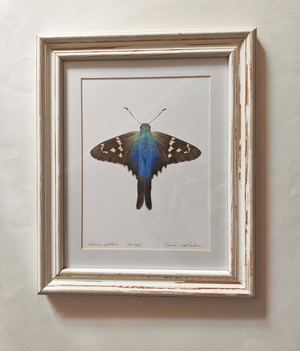 Urbanus proteus, Long-tailed skipper butterfly. Framed Original hand drawn artwork