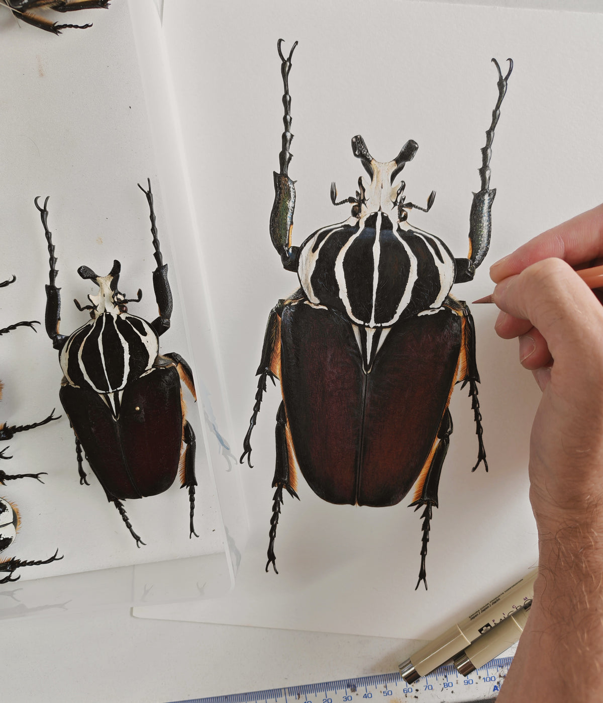 Goliathus goliatus A4 size limited edition art print