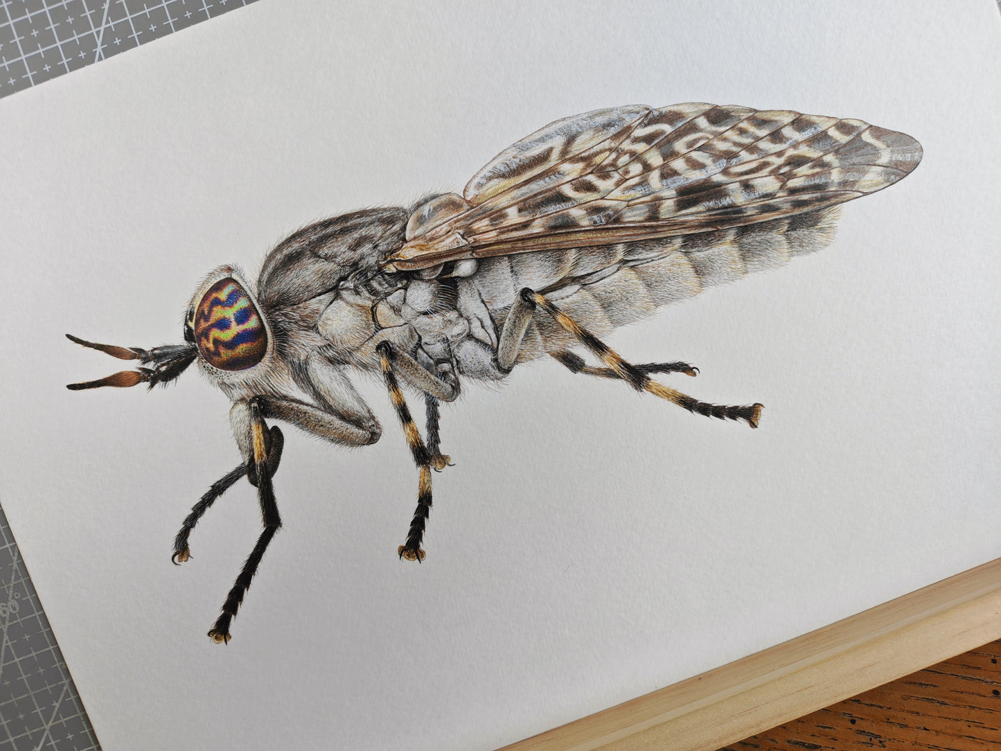 Haematopota pluvialis, Cleg fly limited edition art print A4 size