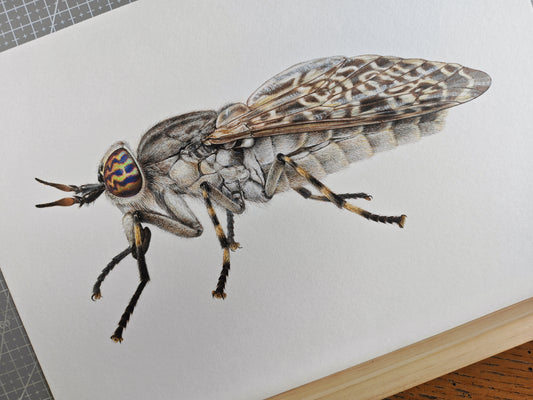 Haematopota pluvialis, Cleg fly limited edition art print A4 size