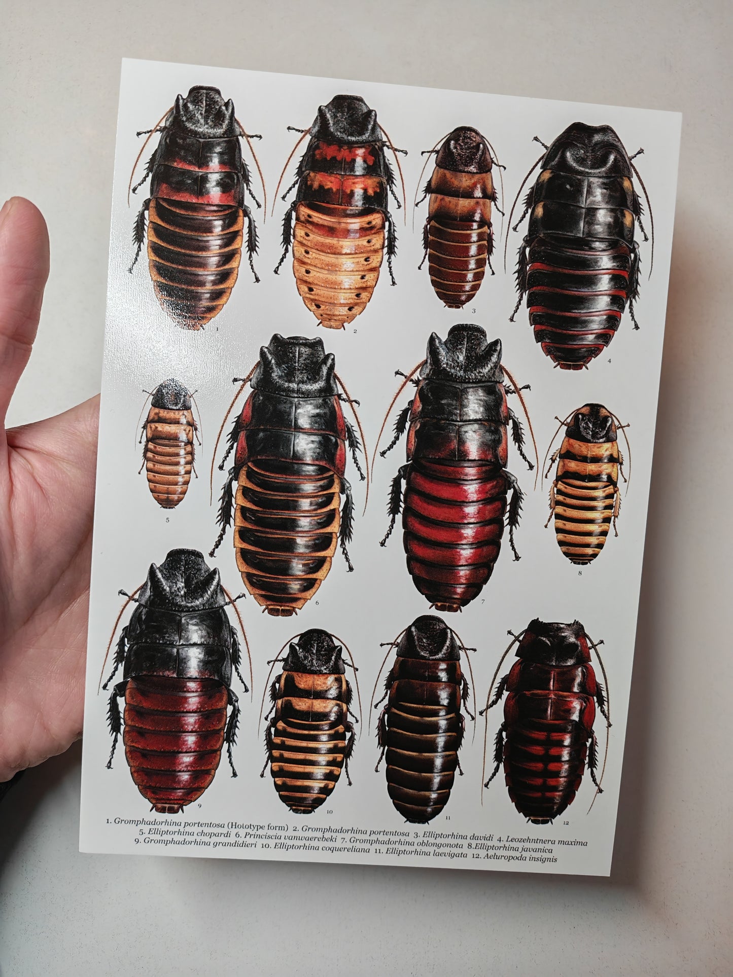 Hissing Cockroaches A5 size giant postcard art print