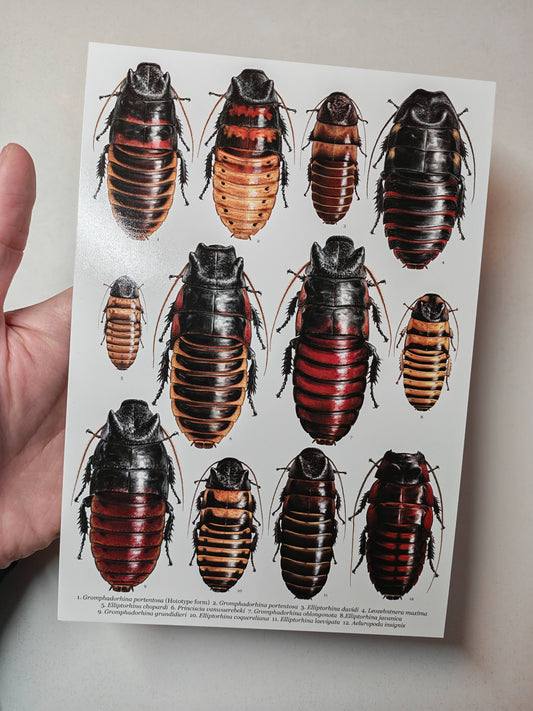 Hissing Cockroaches A5 size giant postcard art print