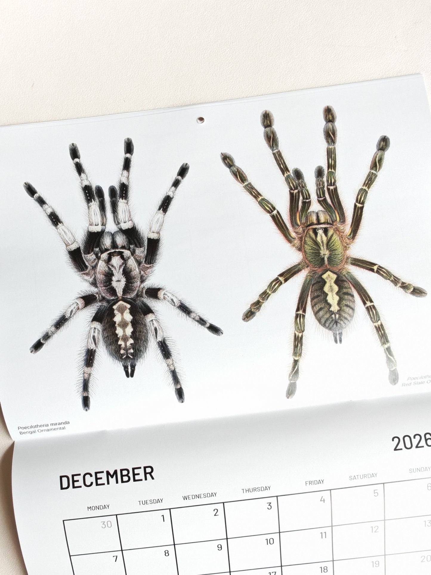 Tarantulas artwork calendar 2026