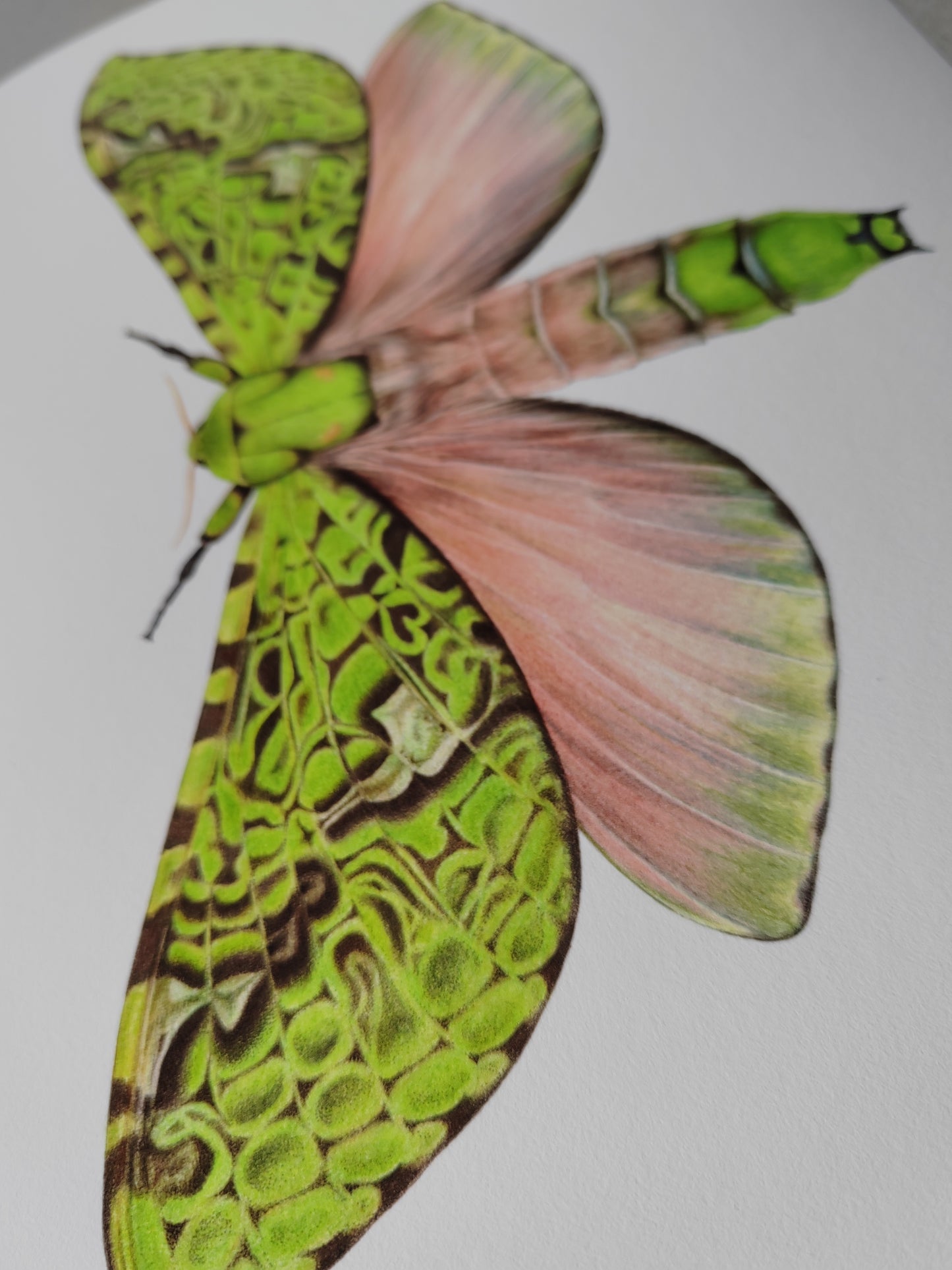 Aenetus virescens, Pūriri Moth, A4 size limited edition art print