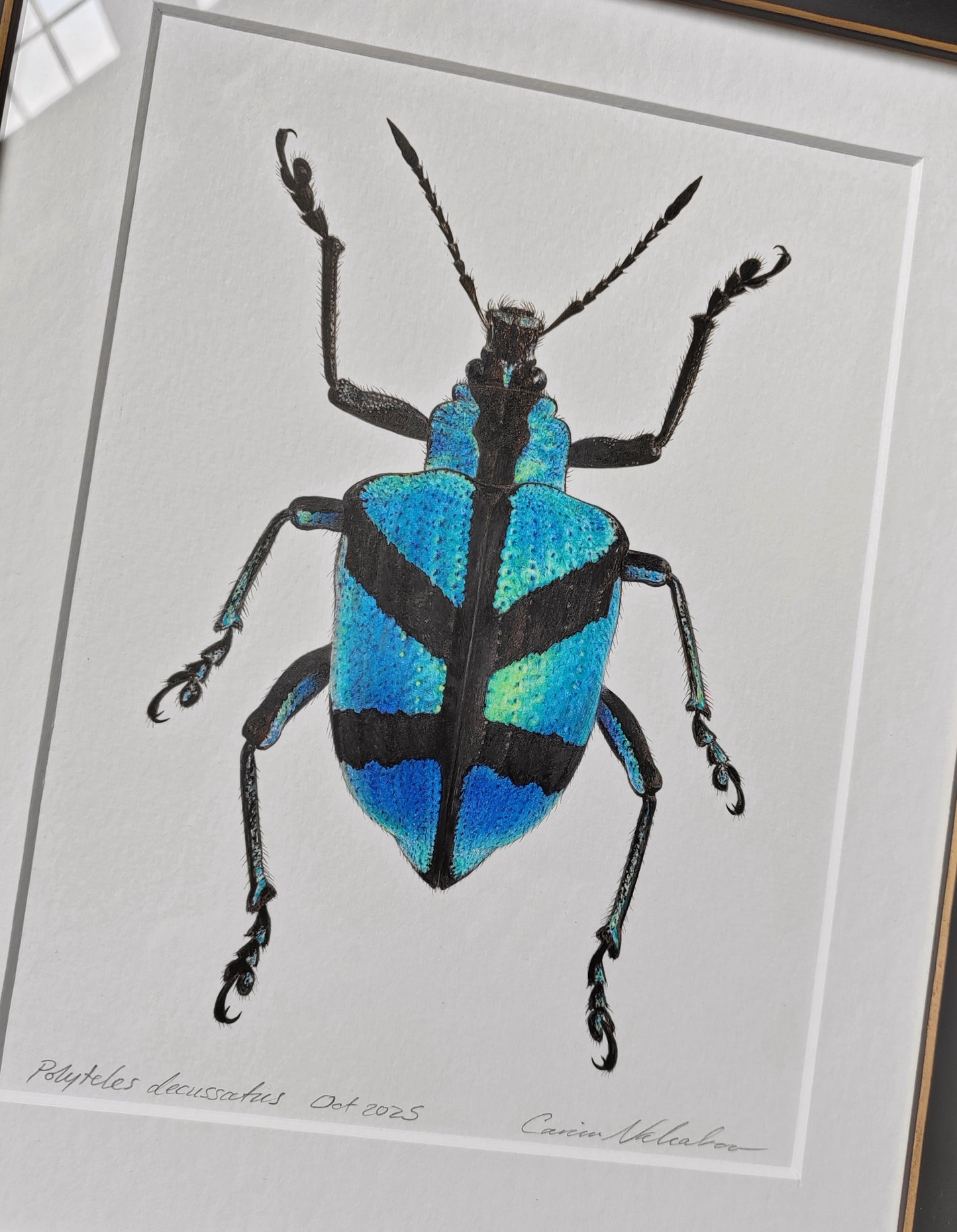 Polyteles decussatus, Blue Weevil framed original artwork