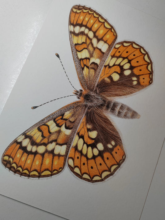 Marsh fritillary, Euphydryas aurinia, 10x8" limited edition art print