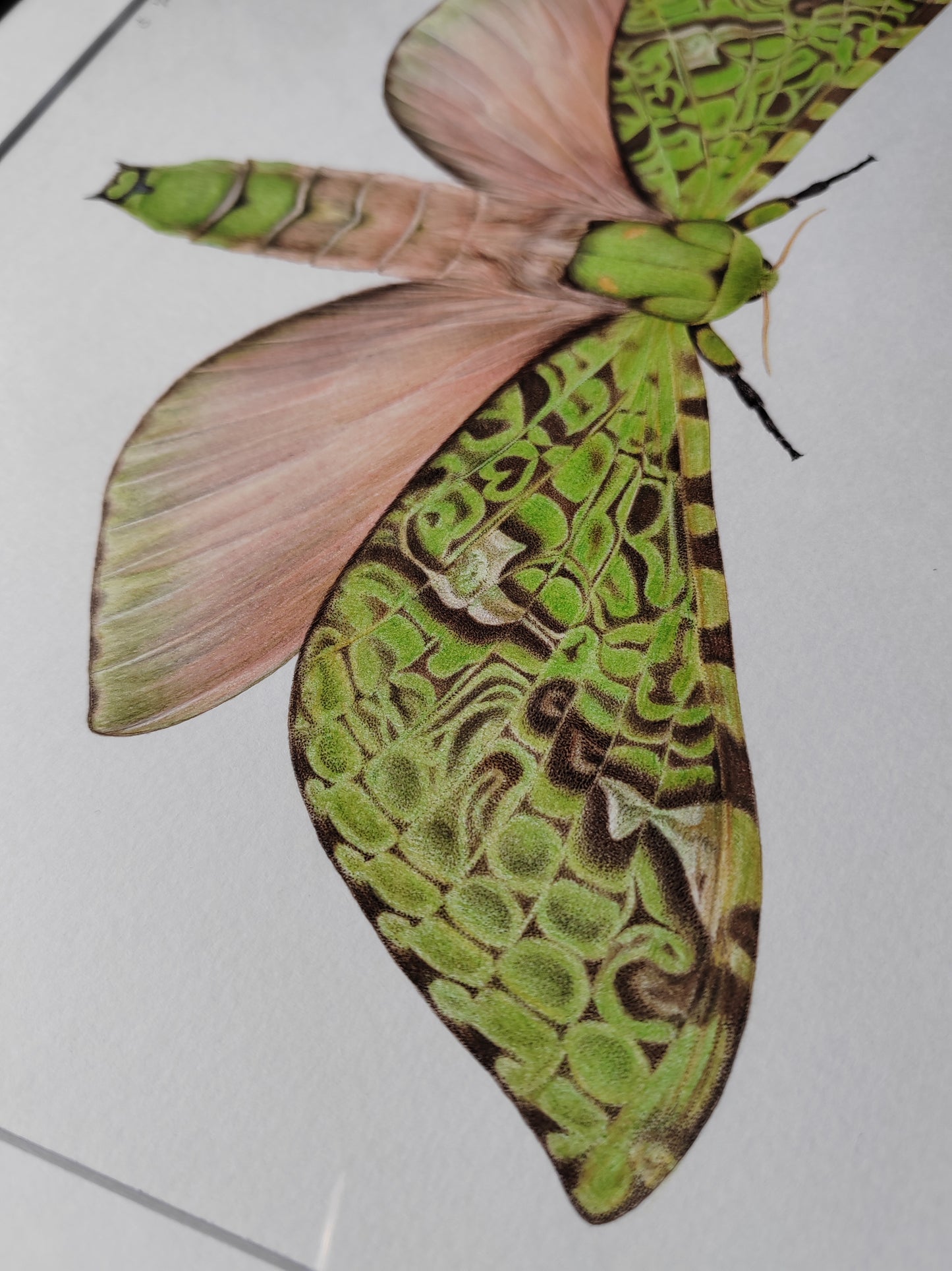 Aenetus virescens, Pūriri Moth, framed original artwork