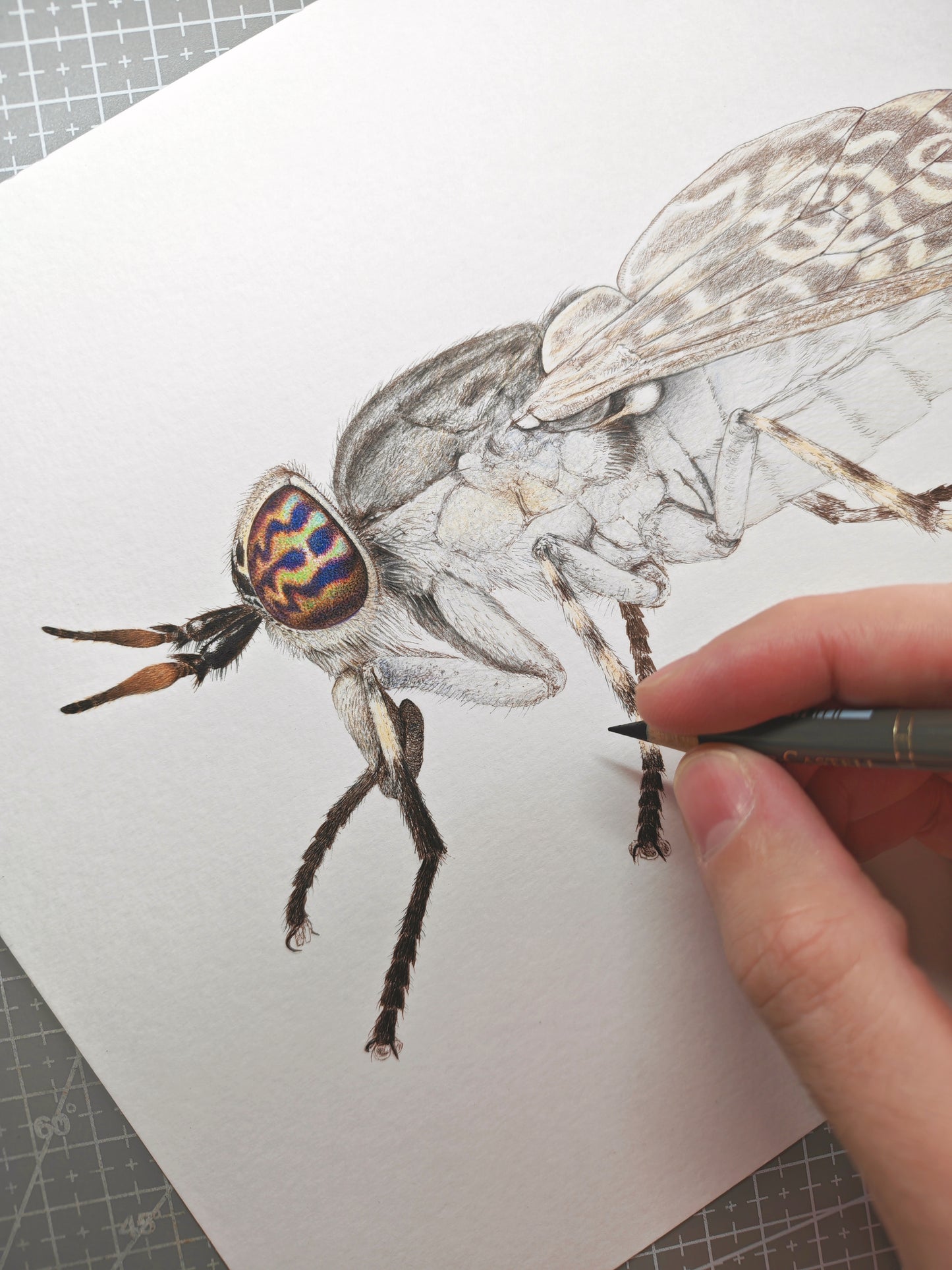 Haematopota pluvialis, Cleg fly limited edition art print A4 size