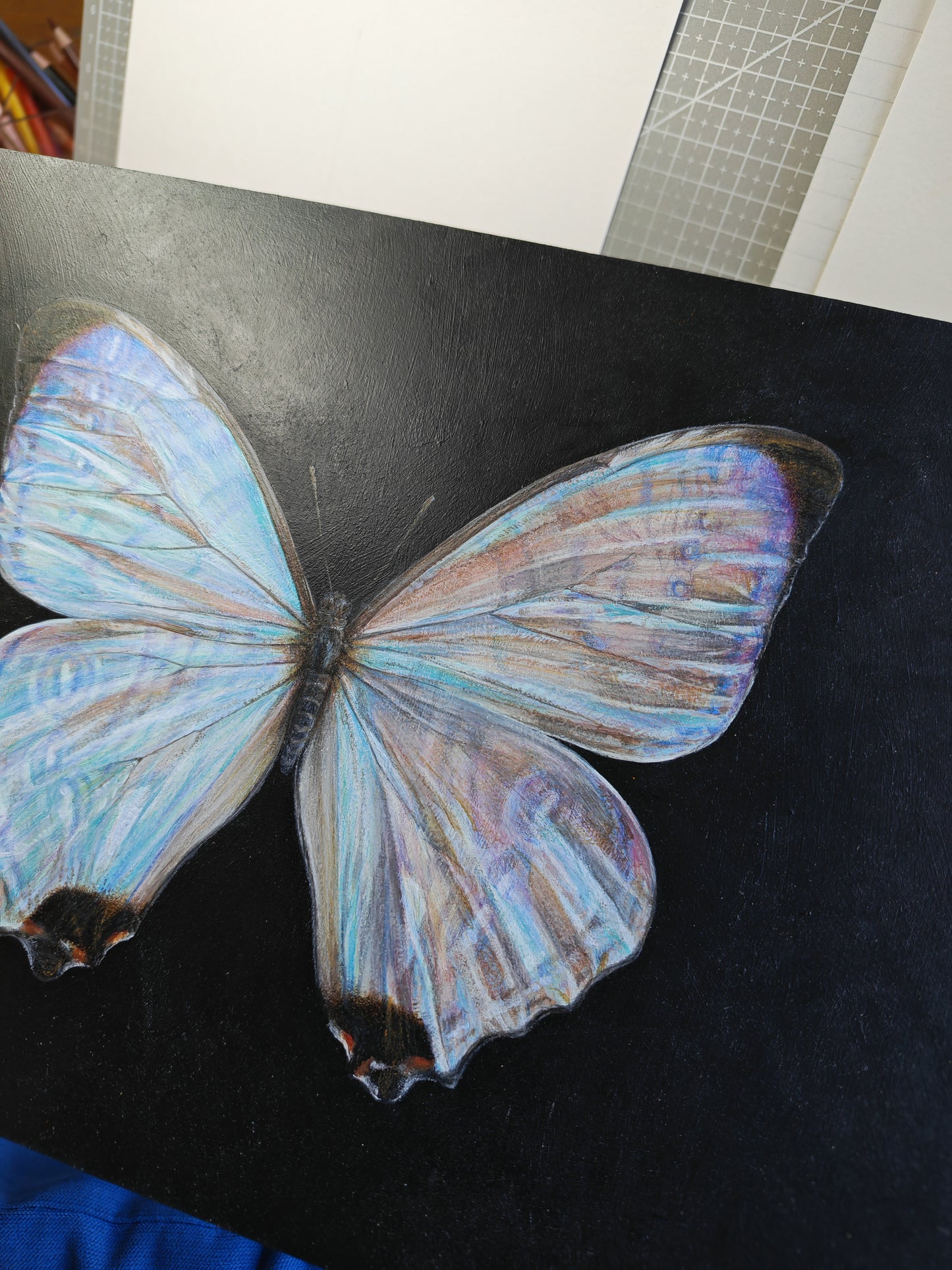 Morpho sulkowskyi, framed original artwork