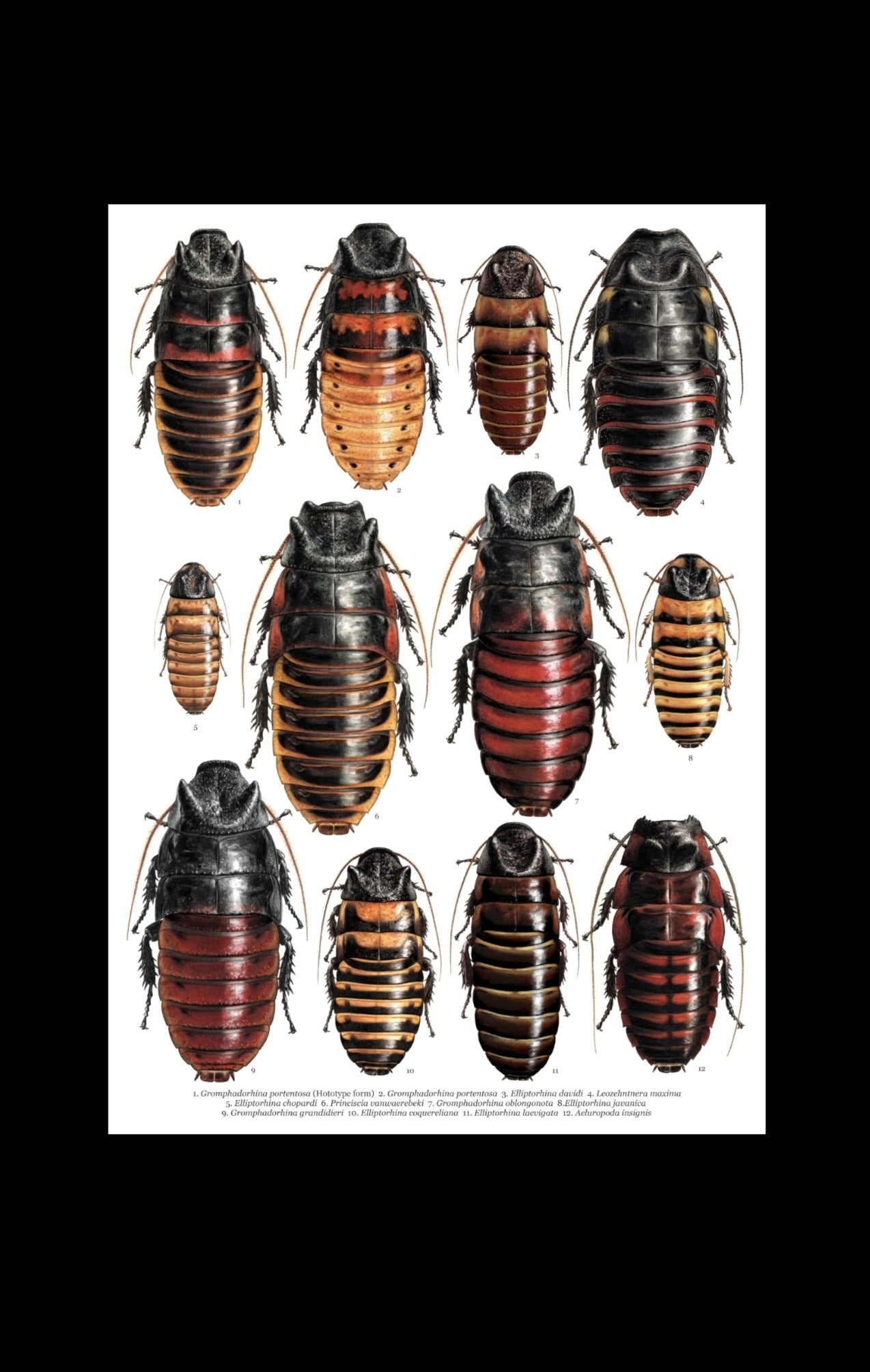 Hissing Cockroach species A3 size limited edition art print